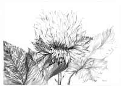 3011 Sonnenreflexion