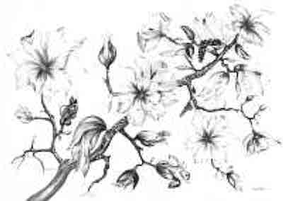 3012 Magnolie aus meinem Garten