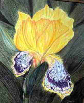 8047 Schwertlilie, Karels Technik