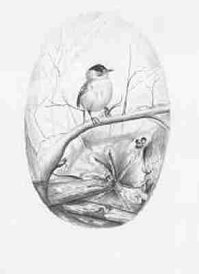 8216 4 Mnchsgrasmcken